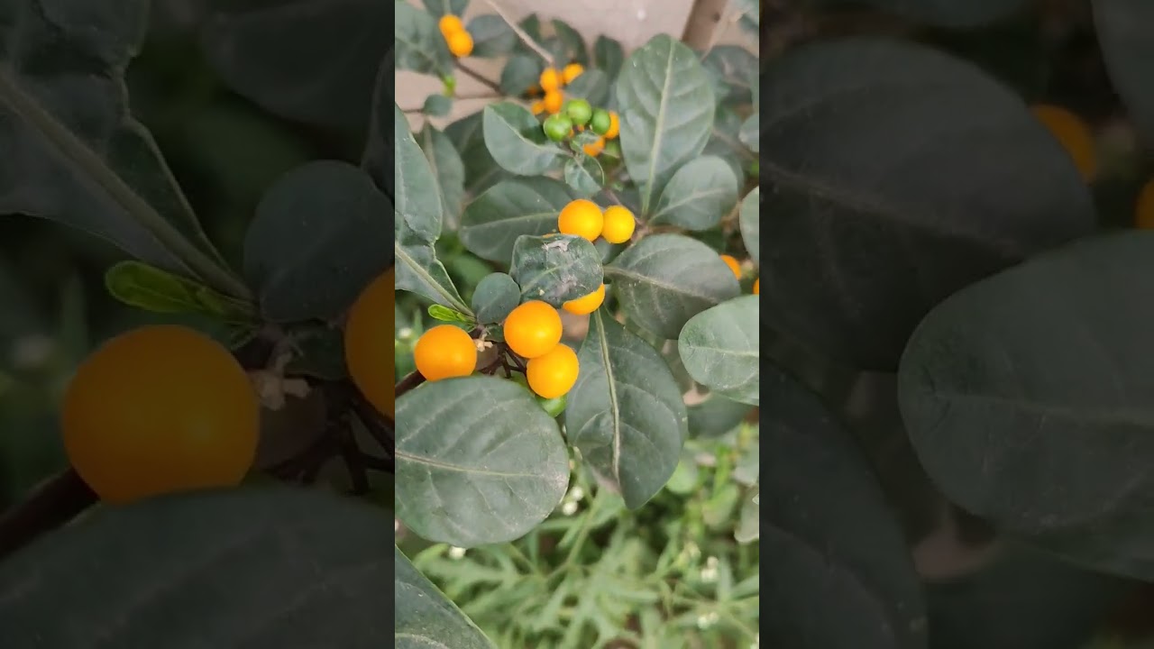 Solanum diphyllum(twoleaf nightshade)