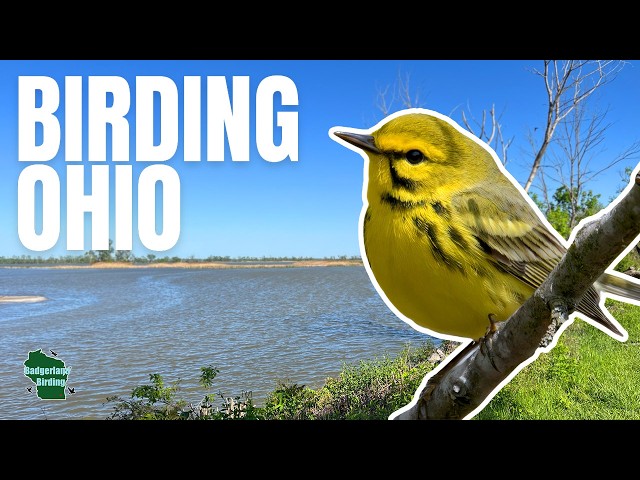 Ohio Warblers Palm Beach County Naturally
