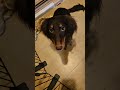 ASMR | Puppy Pets
