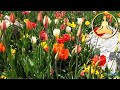 HDTV relaxing nature - tulips flowers - birds chirp sing - FULL HD 1080p