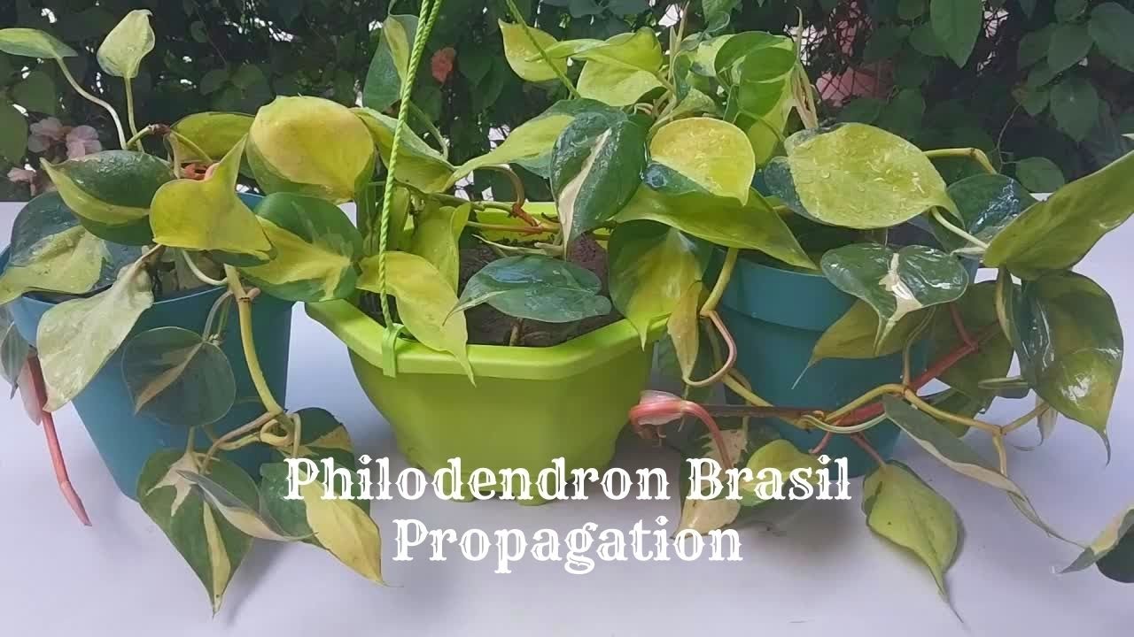 philodendron white wizard pflege Philodendron White Wizard main image 1