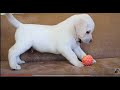 Очень милый щенок лабрадора. Puppy Labrador.