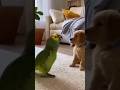 Cute Parrot vs Puppy #pets #funny #viralshortvideo #trending