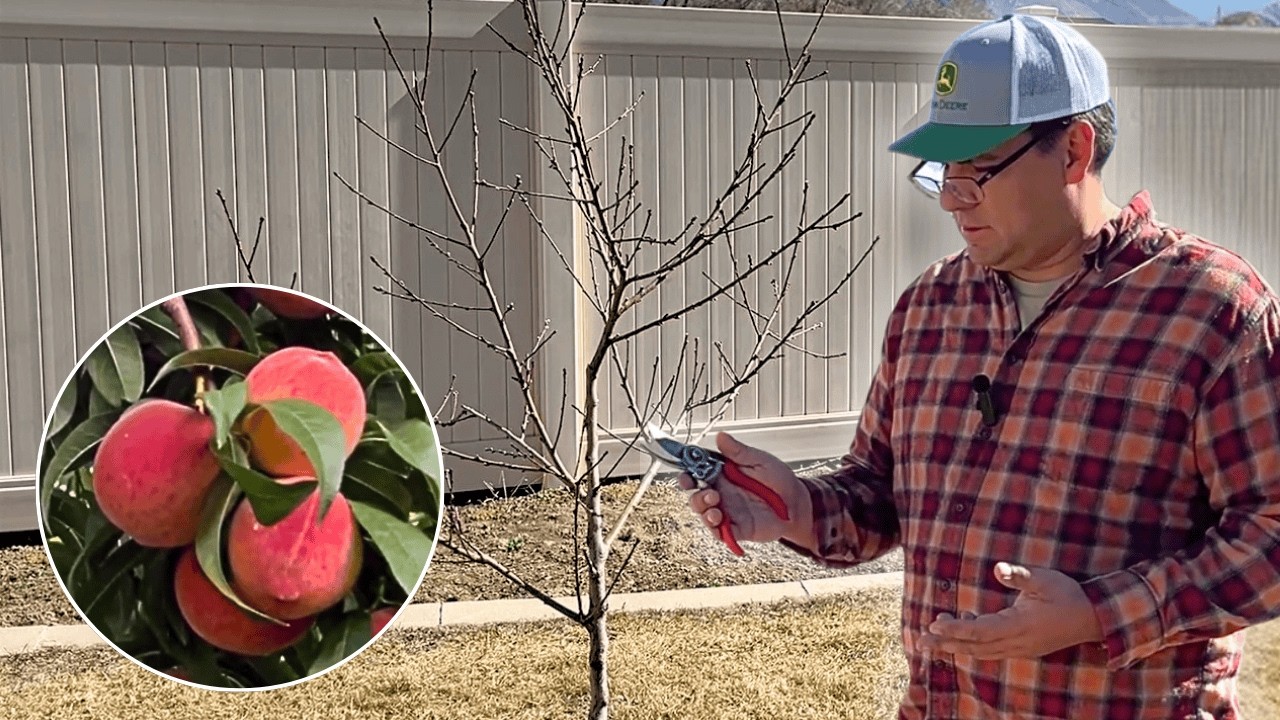 SEASON 2: How to Prune a New Red Haven Peach Tree in Year 2