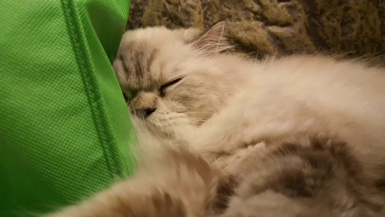 Sad cat 😢 