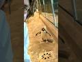 Harassed By a Penguin - Ozzy Man Quickies