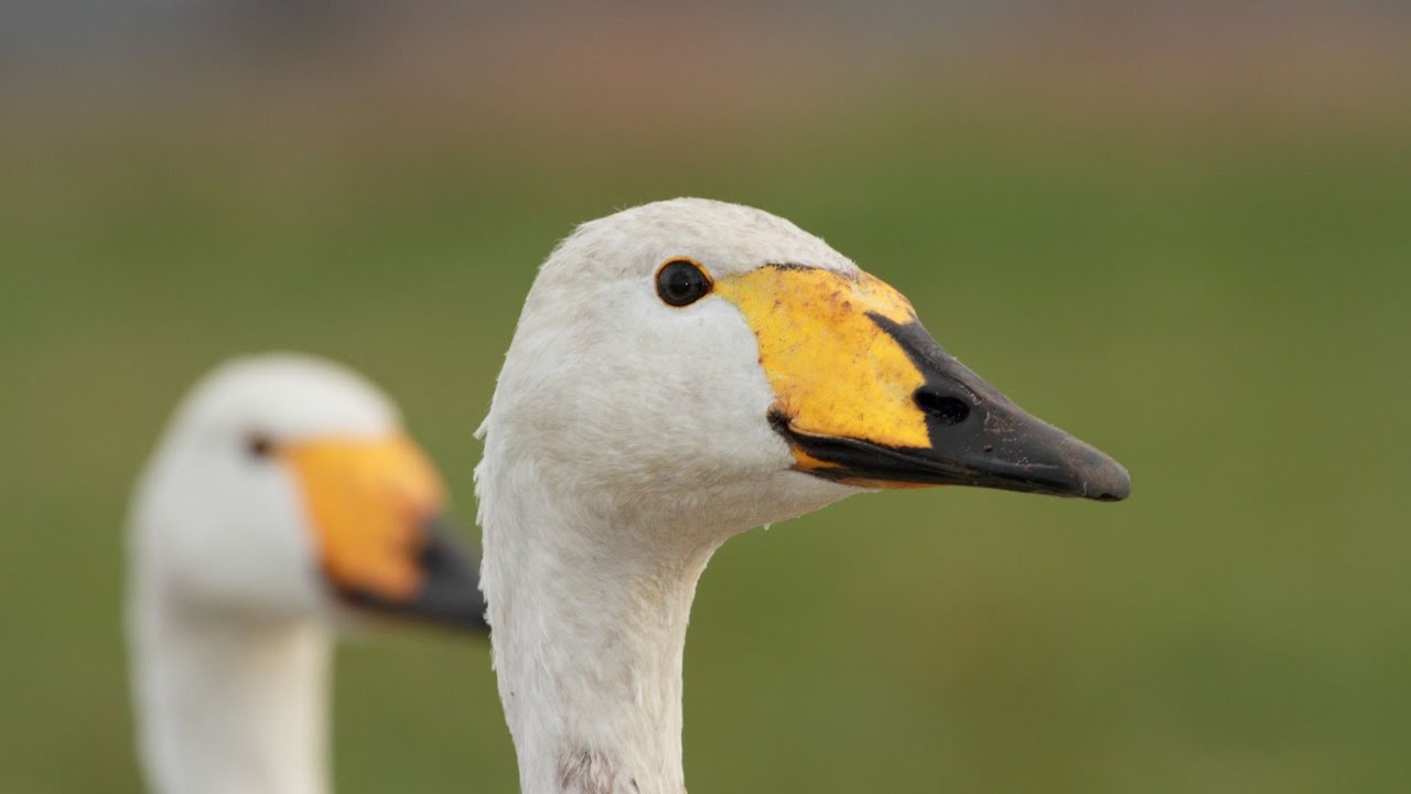 Vom Ural nach Lindwerder - Singschwäne im Kieswerk