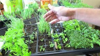 Tour #1  When/What I Started Indoors - Herbs, Peppers, Chard, Celery & Onions - Success!  - TRG2016