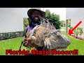 New Florida State Record iguana Caught!! How Big is He?!?!
