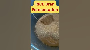 Short 4 - How to Prepare Initial Starter For Shrimp Farming - Water Preparation - Rice Bran  Part 2