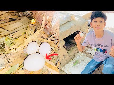 Hamne pigeon☺️ ka niche murgi ka anda rakh deya 😍