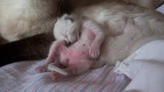 Сиамскому котенку снится как он мчится по прерии