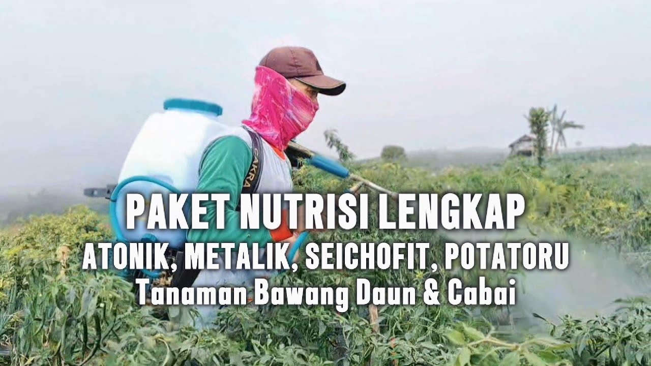 SPRAY BAWANG DAUN & CABAI MENGGUNAKAN PAKET LENGKAP ATONIK, METALIK, SEICHOFIT, POTATORU. HASILNYA?