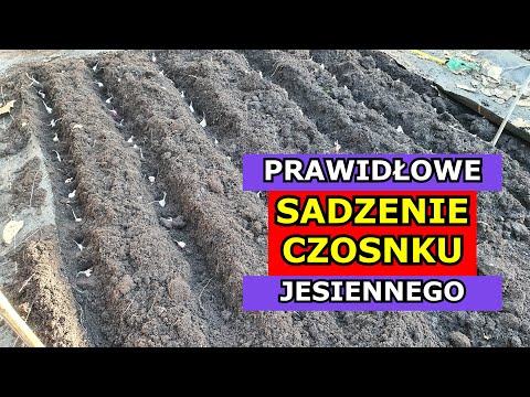 Wideo: Jak uprawiać rukiew wodna (ze zdjęciami)