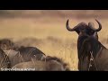 A grande migrao dos  gnus vida selvagem  sobrevivncia animal documentrio