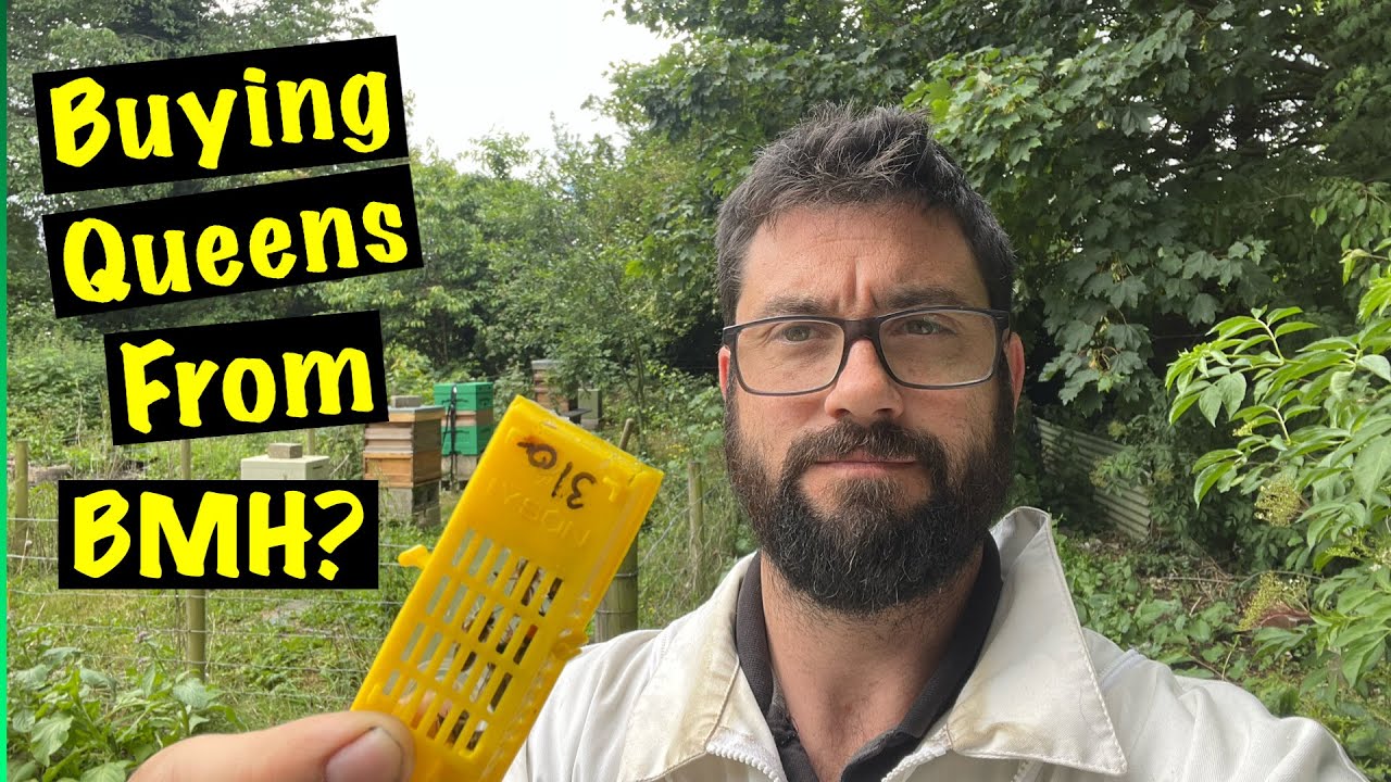 How well has the Black Mountain Honey Buckfast queen performed?