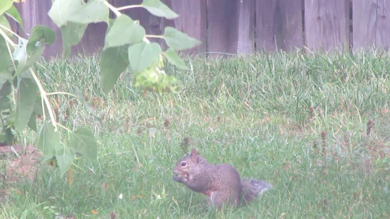 Squirrel Eats Sunflowers! YouTube