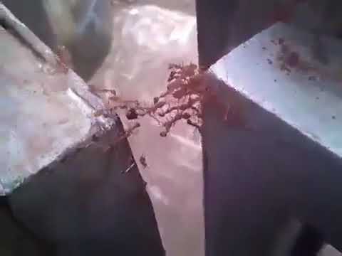 قال عليه الصلاة والسلام المسلم للمسلم كالبنيان يشد بعضه بعضا كيف سيكون حالنا لو عملنا بهذا الحديث