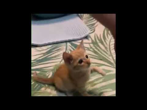 Orange tabby cat learning to give High-Five!