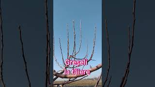 Trei Mari Greșeli La Tăierea De Fructificare