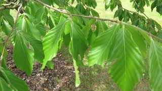 Fagus grandifolia 'Caroliniana' buk velkolistý