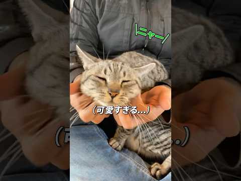 【これはズルい…可愛すぎる！】今話題の古民家猫カフェに潜入！#猫#猫動画#高知県#高知旅行#保護猫#保護猫カフェ#shorts