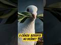 A CIÊNCIA ACREDITA NO DILÚVIO? #diluvio #diluviobiblico #diluviouniversal #dilúvio #bibliapop