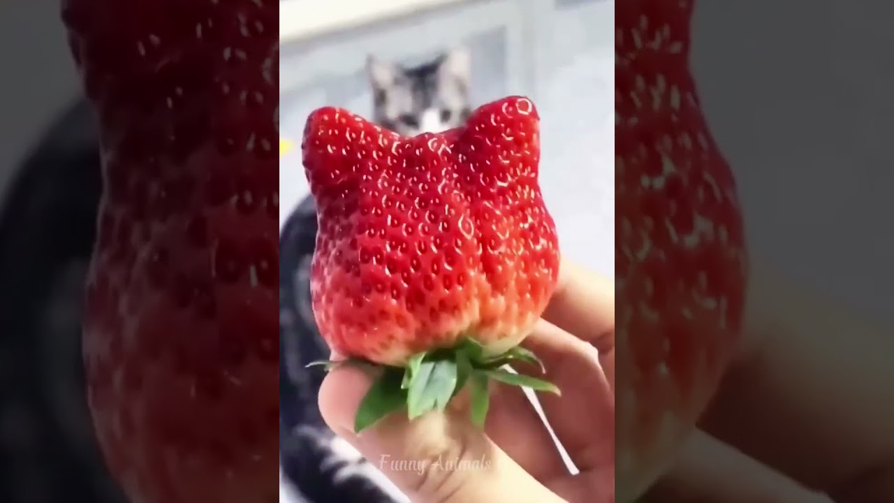 Welcome to our comprehensive video channel