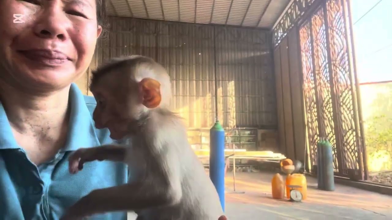 Mary let Mommy dress up easily #monkey #asmr