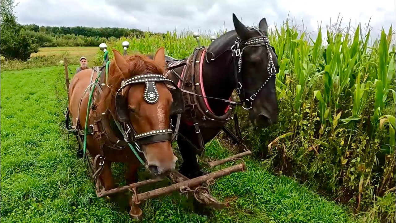 BIG TRAINING DAY for Duke & Earl!!! // Training Draft Horses #534 - YouTube