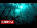 Saving the Octopus Teacher kelp forest - BBC News