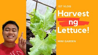 1st Harvest ng Lettuce sa Mini Garden