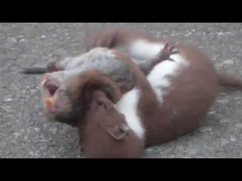 Wiesel vs Ratte - Endspiel | Weasel VS Rat - Final