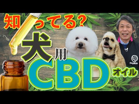 犬にCBDオイルは安全？獣医師が解説する効果・副作用・正しい選び方