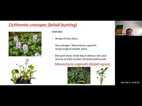 Video: Cara Sederhana Mengambil Bacopa Monnieri: 11 Langkah (Dengan Gambar)