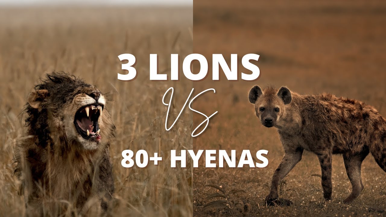 3 Lions VS 80+ Hyenas Fight To Share a Meal in Masai Mara - YouTube