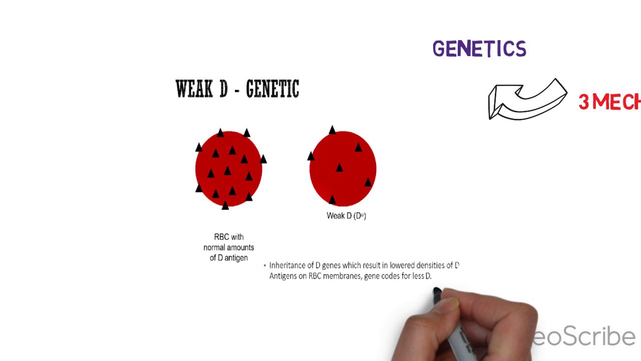 3 MECHANISM OF WEAK D - YouTube