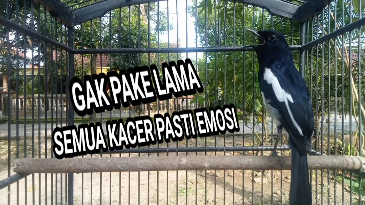 Kacer GACOR ngeplong KONSLET Tarung ini Paling Ampuh untuk PANCINGAN KACER agar EMOSI..