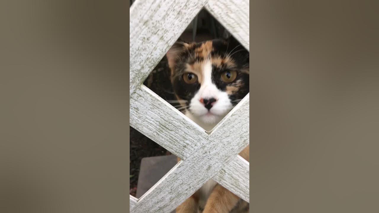 cute cats keep trying to escape 🐱 shorts cat catvideos YouTube