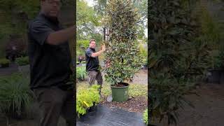 Little Gem Magnolia Magnolia Grandiflora Little Gem From Monrovia Delivered By Servescape