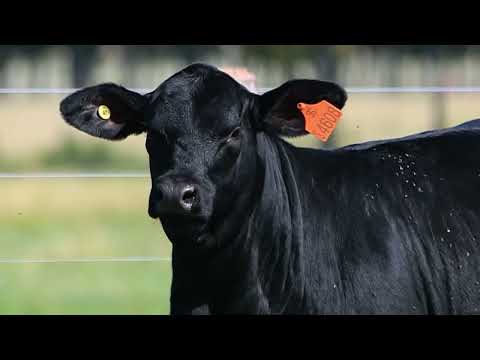 LOTE 28   TAT FIV4608 F Brangus