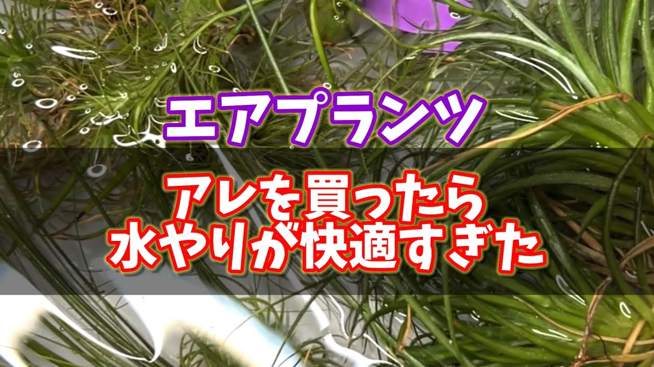 I bought that and watering became so comfortable [Air plants] #Air