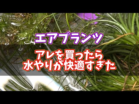 チランジア - YouTube