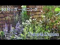 【ナチュラルガーデン】１０月のガーデン作業/植物を輝かせる朝の光/１７年間ありがとう