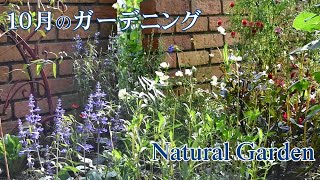 【ナチュラルガーデン】１０月のガーデン作業/植物を輝かせる朝の光/１７年間ありがとう