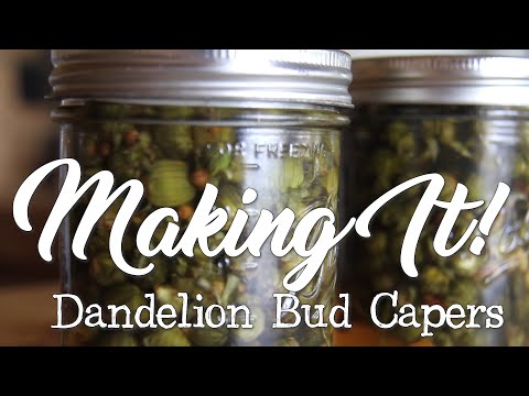 MAKING-IT!:-Dandelion-Bud-Capers