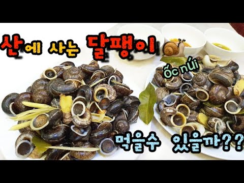 (Sub) 산 달팽이 먹어봤습니다. (베트남에서 달팽이 먹방) 먹을 수 있을까? [한베커플 한베부부]