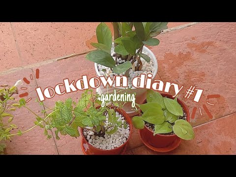 Lockdown diary #1 | What if everyday is planting day