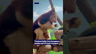 Curious baby tree kangaroo peeks out of mum’s pouch #shorts