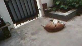 Amber And Ginger Fight
